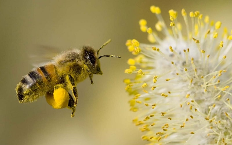 Nằm mơ thấy ong báo hiệu điều gì, hên hay xui?
