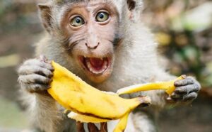 Chiêm bao thấy khỉ ăn chuối ghi nhanh con số 14 và 46